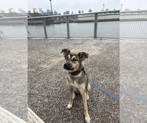 Siberian Husky-Unknown Mix Dogs for adoption in Brooklyn, NY, USA
