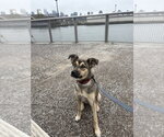 Winnie - Female Siberian Husky-Unknown Mix Dog for Adoption - Small photo