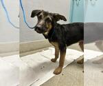 Small German Shepherd Dog Mix