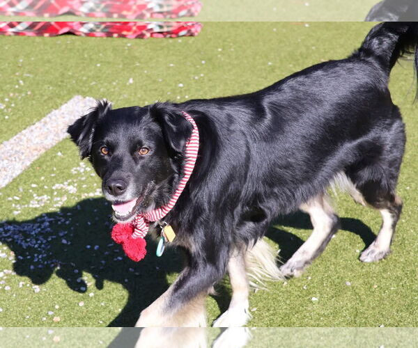 Medium Photo #1 Mutt Puppy For Sale in Rockaway, NJ, USA