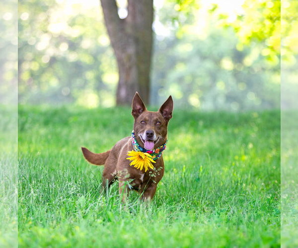 Medium Photo #2 Mutt Puppy For Sale in Unionville, PA, USA