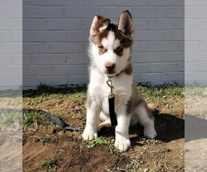 Siberian Husky Puppy for sale in CONTINENTAL, OH, USA