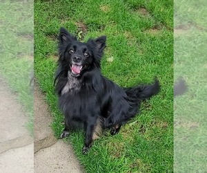 Pogo - Male Pomsky Dog for Adoption - Photo #8