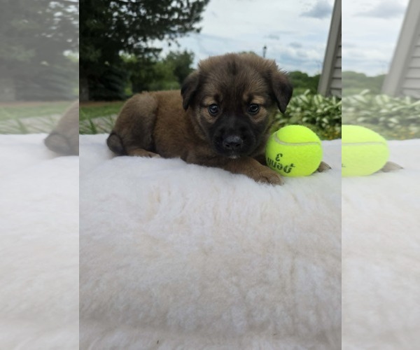 Medium Photo #2 Golden Shepherd Puppy For Sale in SHERBURNE, NY, USA