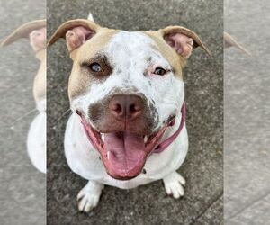 Sandy NJ - Female American Staffordshire Terrier-Unknown Mix Dog for Adoption - Photo #6