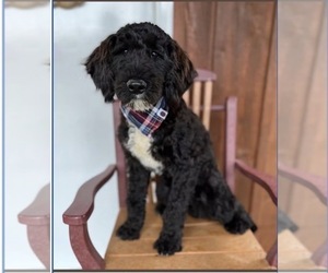 Father of the Portuguese Water Dog puppies born on 07/25/2026