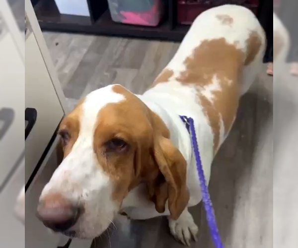 Medium Photo #1 Basset Hound Puppy For Sale in Deepwater, NJ, USA