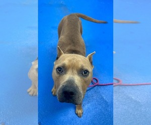 Mutt Dogs for adoption in Woodbury, NY, USA