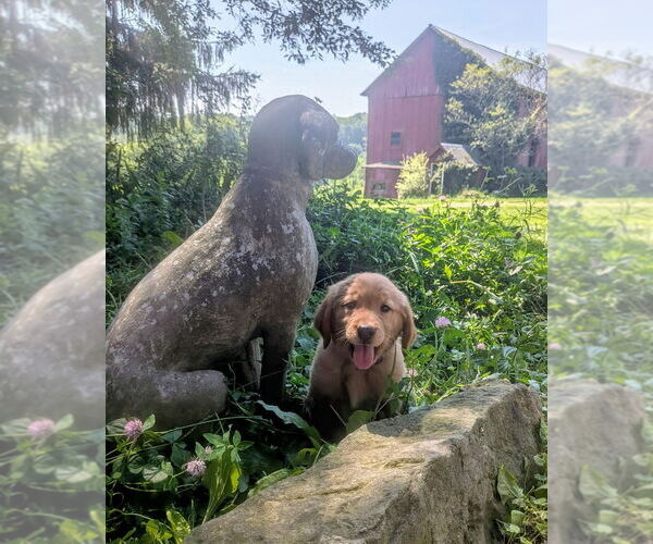 Medium Photo #3 Golden Retriever Puppy For Sale in EAST SPARTA, OH, USA