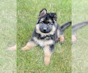 German Shepherd Dog Puppy for sale in ADDISON, IL, USA