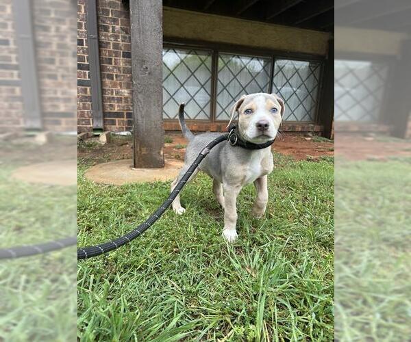 Medium Photo #1 Mutt Puppy For Sale in Oklahoma City, OK, USA