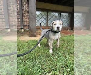 Mutt Dogs for adoption in Oklahoma City, OK, USA