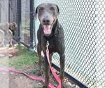 Small Doberman Pinscher Mix