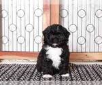 Small Photo #4 ShihPoo Puppy For Sale in NAPLES, FL, USA