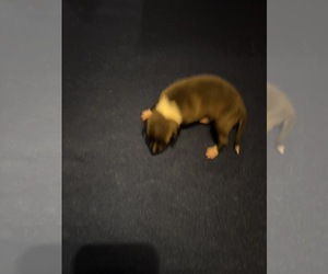 Italian Greyhound Puppy for sale in STILLWATER, OK, USA