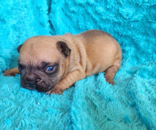 Medium Photo #7 French Bulldog Puppy For Sale in LAS VEGAS, NV, USA