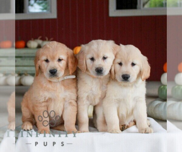 Medium Photo #4 Golden Retriever Puppy For Sale in MANHEIM, PA, USA