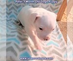 Small Photo #61 Dogo Argentino Puppy For Sale in JANE, MO, USA