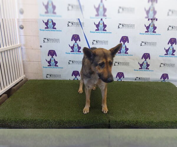 Medium Photo #1 German Shepherd Dog Puppy For Sale in Orlando, FL, USA