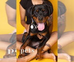 Small Photo #2 Rottweiler Puppy For Sale in Foristell, MO, USA