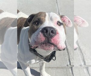 American Bulldog-Unknown Mix Dogs for adoption in Elk Grove, CA, USA