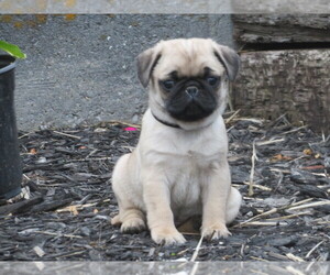 Pug Puppy for Sale in MOUNT SOLON, Virginia USA