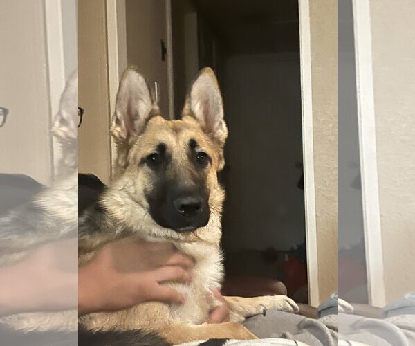 Medium Photo #4 German Shepherd Dog-Unknown Mix Puppy For Sale in Woodland, CA, USA