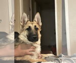 Small #3 German Shepherd Dog Mix