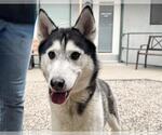 Small Siberian Husky