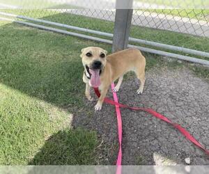 American Pit Bull Terrier-Unknown Mix Dogs for adoption in Corpus Christi, TX, USA