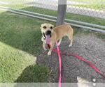 Small American Pit Bull Terrier Mix