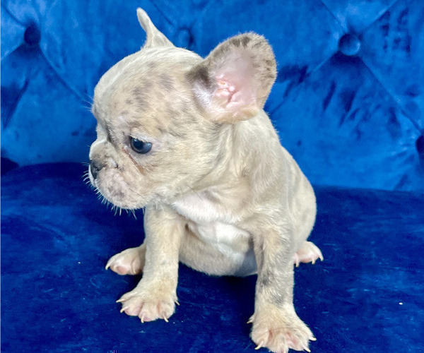 Medium Photo #9 French Bulldog Puppy For Sale in ATLANTA, GA, USA