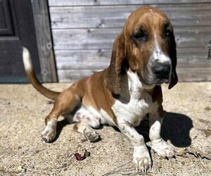 Basset Hound Dogs for adoption in Deepwater, NJ, USA