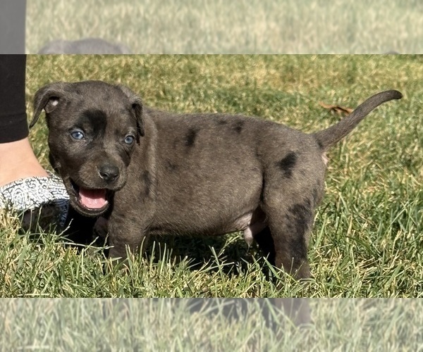 Medium Photo #55 Catahoula Leopard Dog Puppy For Sale in BUSHNELL, IL, USA