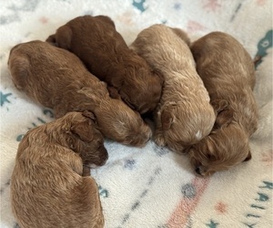 Goldendoodle (Miniature) Litter for sale in IDAHO FALLS, ID, USA
