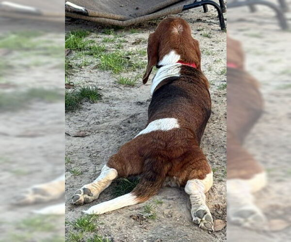 Medium Photo #4 Basset Hound Puppy For Sale in Deepwater, NJ, USA