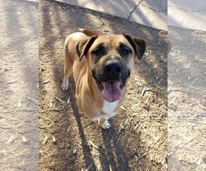 Boxer-Unknown Mix Dogs for adoption in El Centro, CA, USA