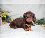 Small #1 Dachshund