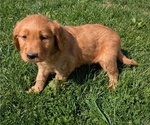 Small #4 Golden Retriever
