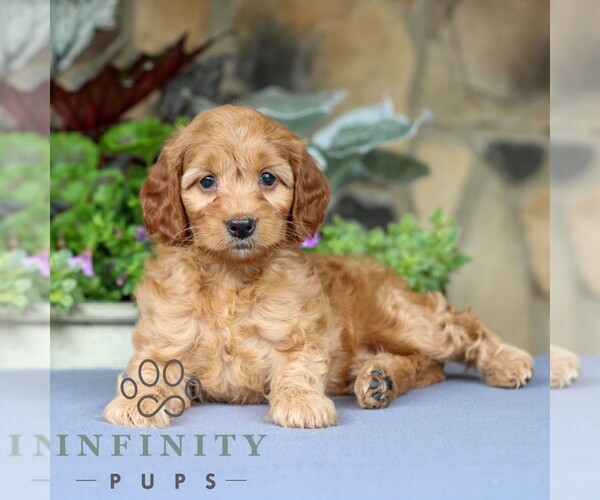 Medium Photo #3 Cavapoo Puppy For Sale in EAST EARL, PA, USA
