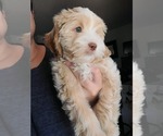 Small #11 Lhasa Apso