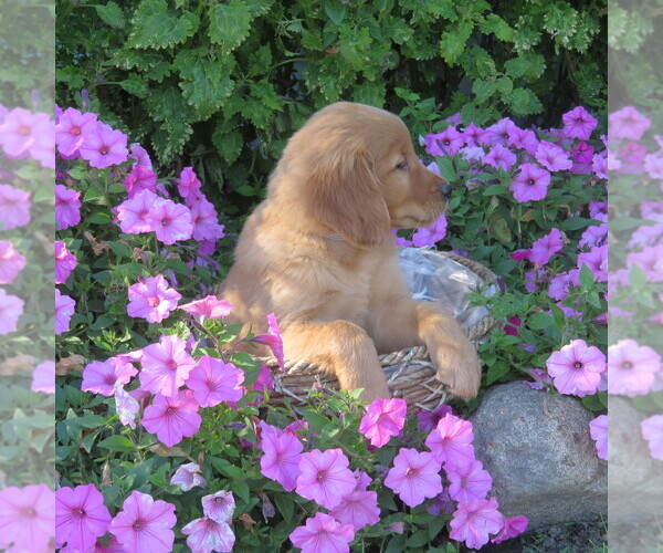 Medium Photo #2 Golden Retriever Puppy For Sale in THORP, WI, USA