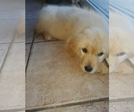 Small Photo #8 Golden Retriever Puppy For Sale in MENIFEE, CA, USA