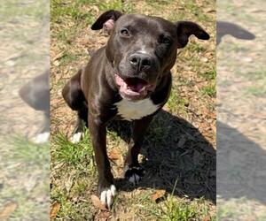 Mutt Dogs for adoption in Augusta, GA, USA