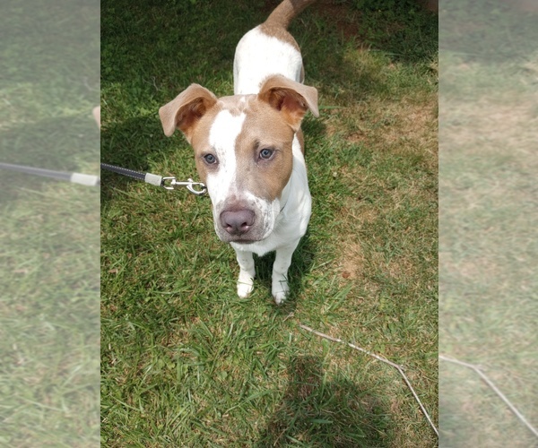 Medium Photo #7 American Pit Bull Terrier Puppy For Sale in RUSTBURG, VA, USA
