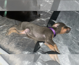Medium Doberman Pinscher