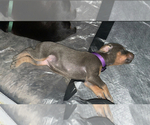 Puppy Purple Doberman Pinscher