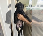 Small Photo #4 Cane Corso Puppy For Sale in HARVEY, LA, USA
