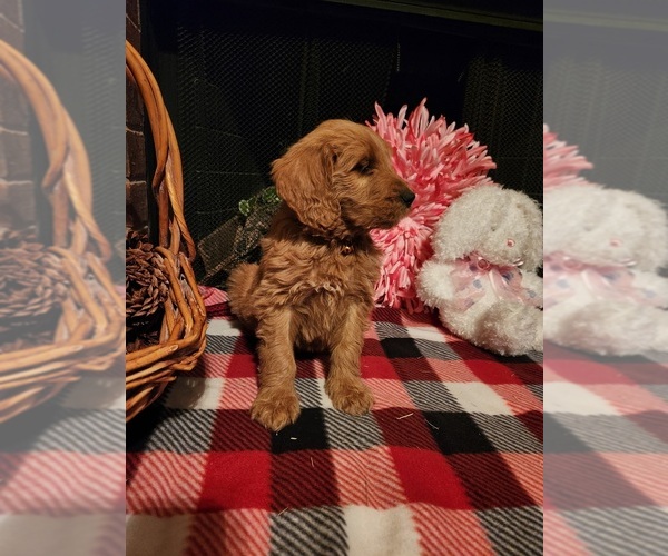 Medium Photo #2 Goldendoodle Puppy For Sale in FLOWER MOUND, TX, USA