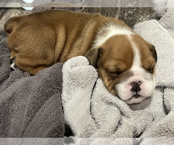 Medium Photo #1 Bulldog Puppy For Sale in STRATFORD, OK, USA